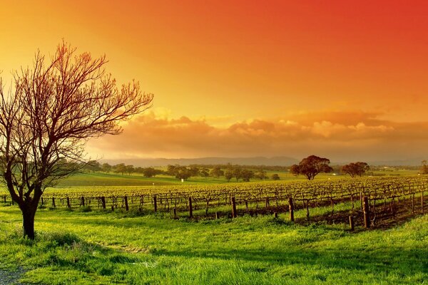 Arbre solitaire sur fond de ciel rouge