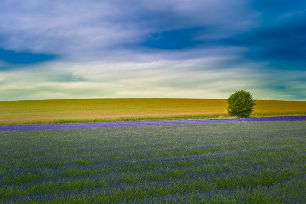 Wir beobachten die Natur der mit Lavendel bepflanzten englischen Felder