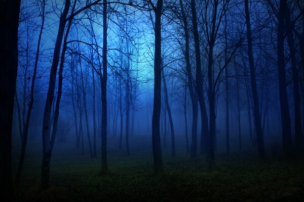 The dark forest at night causes fear