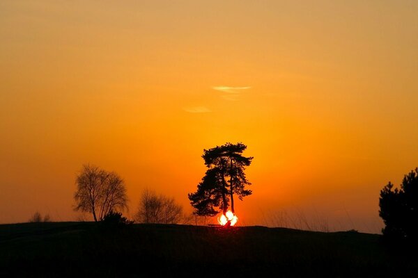 Silhouette eines Baumes bei Sonnenuntergang