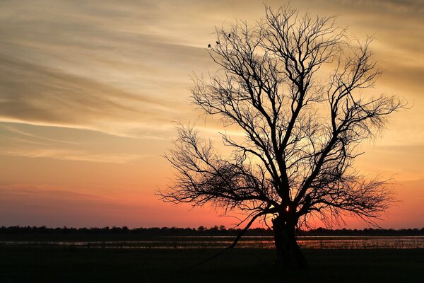 I rami degli alberi sembrano ruvidi al tramonto