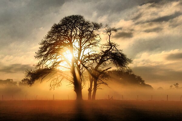 Una foto brumosa. Luz brillante en las ramas de los árboles