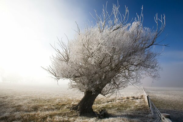 Ein verschneiter Baum am Zaun an einem frostigen Morgen