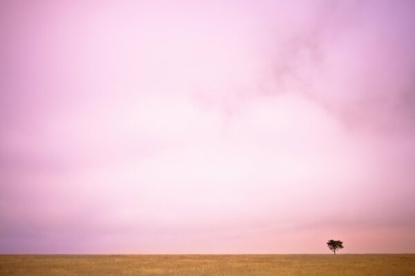 Albero solitario in un enorme campo