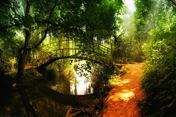 Pont sur la rivière dans la forêt