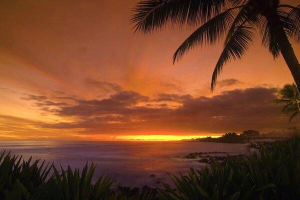 Sunrise on the sea among palm trees