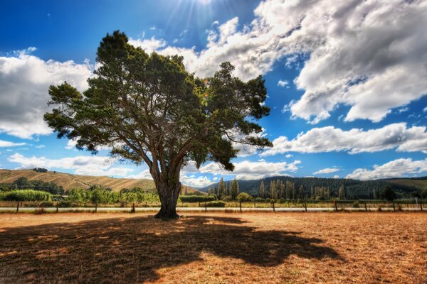 Foto de contraste del árbol. Una instantánea vívida de la naturaleza