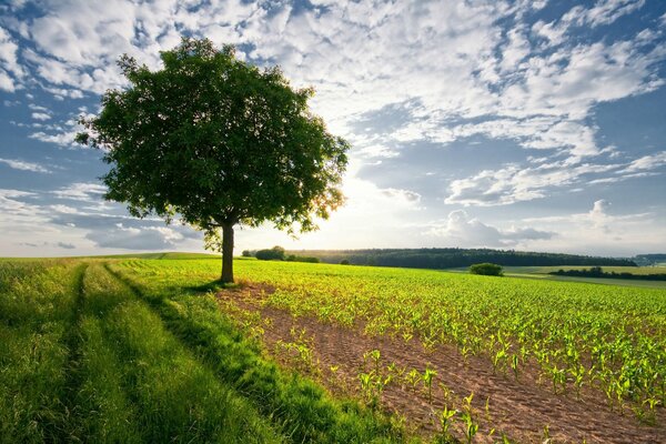 Soleil d été ensoleillé sur le terrain