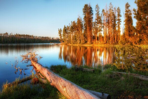 Umgestürzter Baum am Flussufer