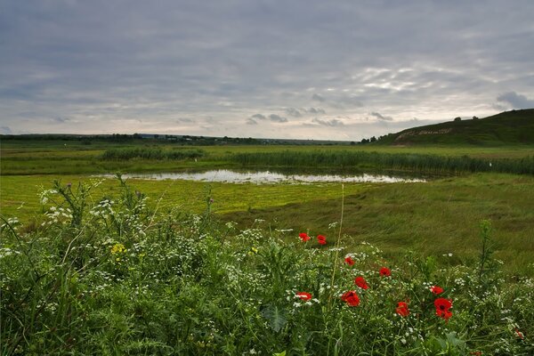 Prairies et fleurs sous les nuages du soir