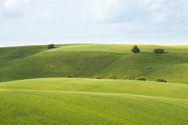 Пейзаж зелёное холмистое поле