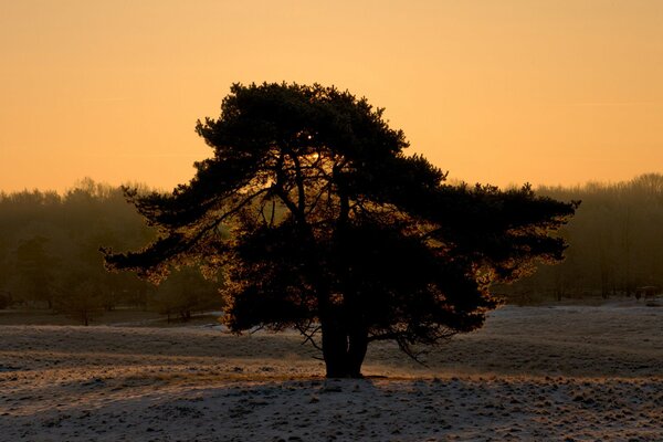 Árbol de invierno en tierra Nevada