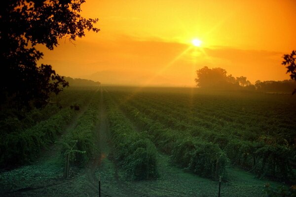 Rows of vineyards stretching away in the evening