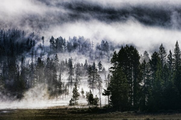 Misty forest. Beautiful nature