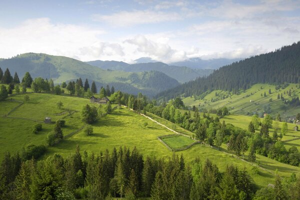 Пейзаж холмистых лугов с деревьями