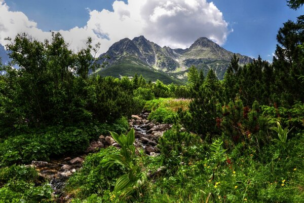 Der Weg zu den Bergen durch blühendes Grün