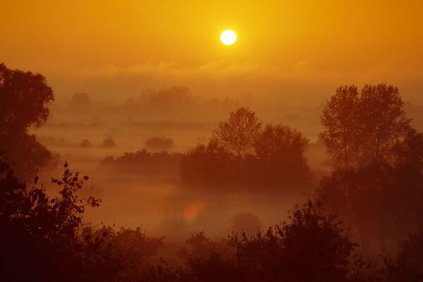 Forêt du soir. Coucher de soleil