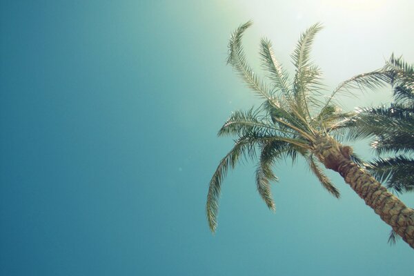 Palmera contra el cielo en el sol