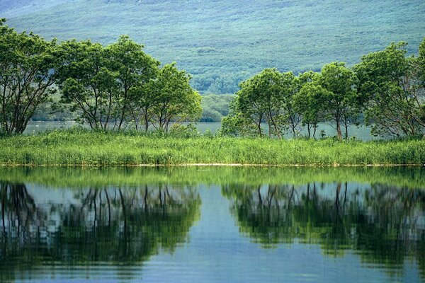 Green trees are reflected in the pond