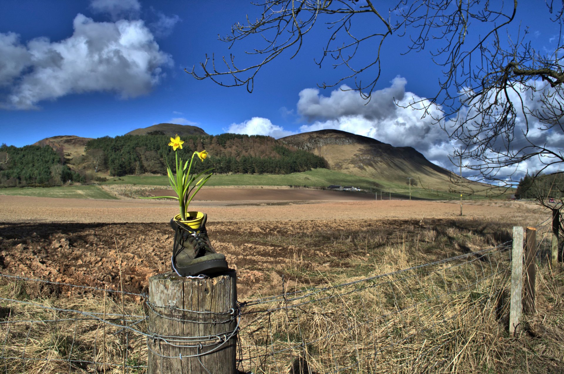 paysage clôture botte fleur narcisse