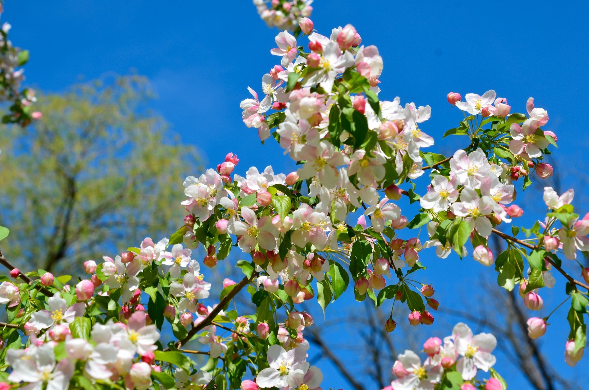 manzano ramas floración primavera