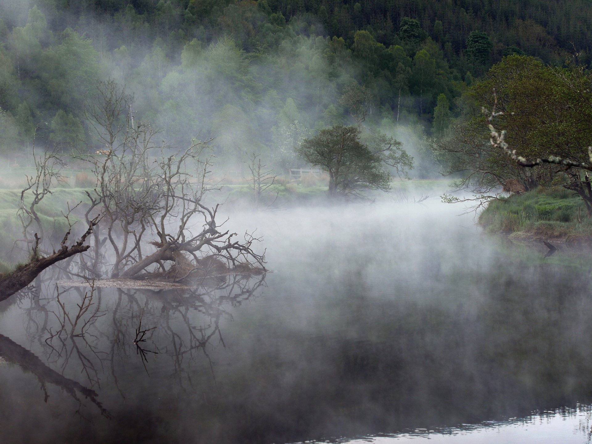 forest lake fog