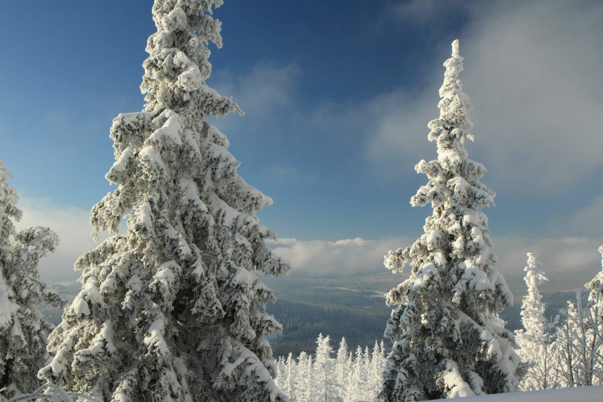 зима горы лес снег чехия богемия шумава narodni park šumava prášily гора polednik