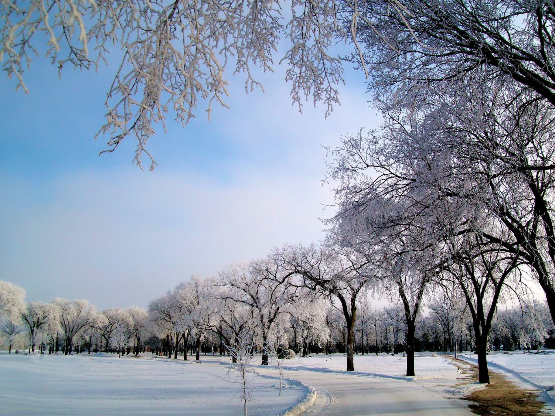 winter snow trees frost road frost