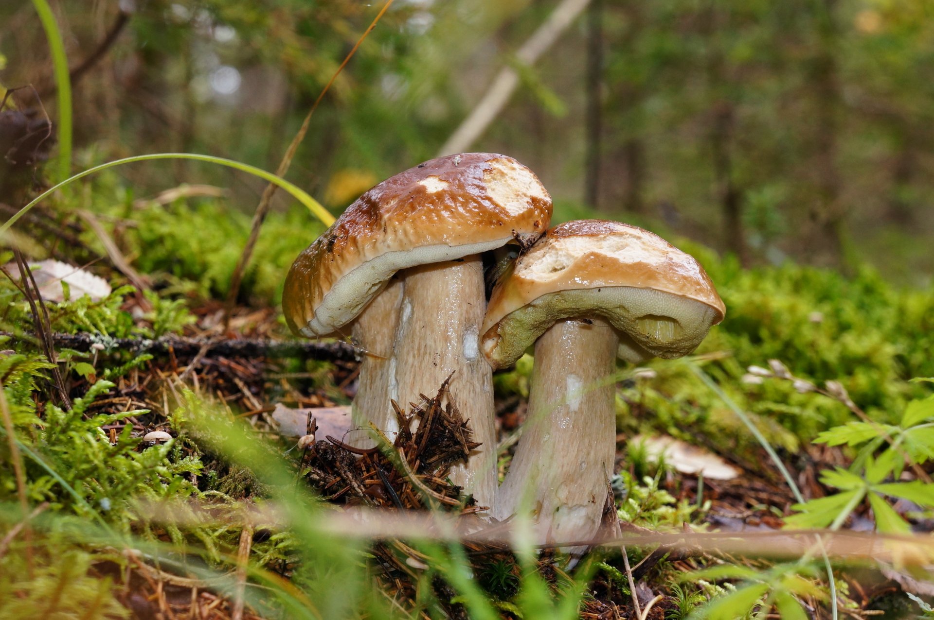 grzyb jesień natura