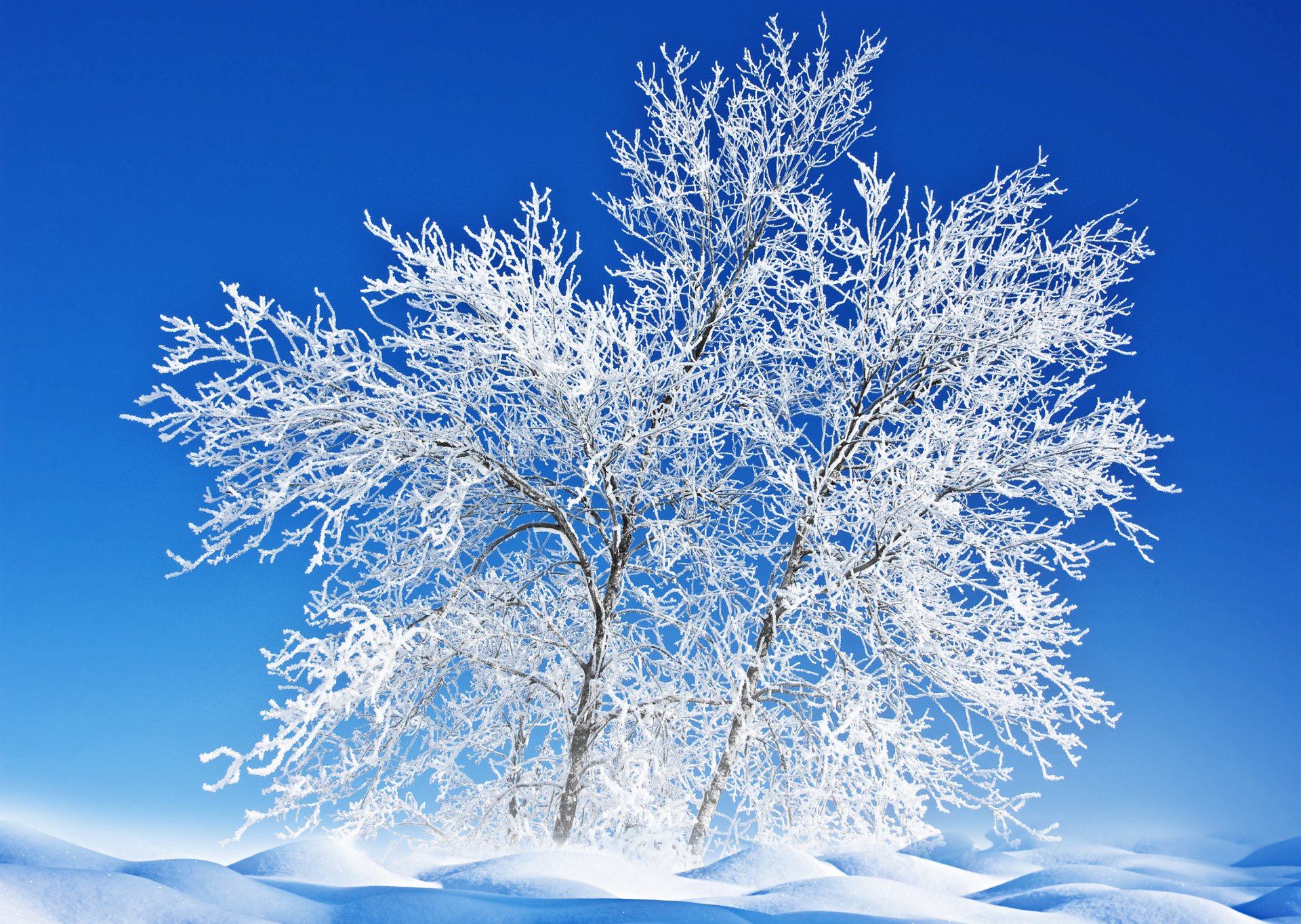 nature landscape tree frost snow winter sky