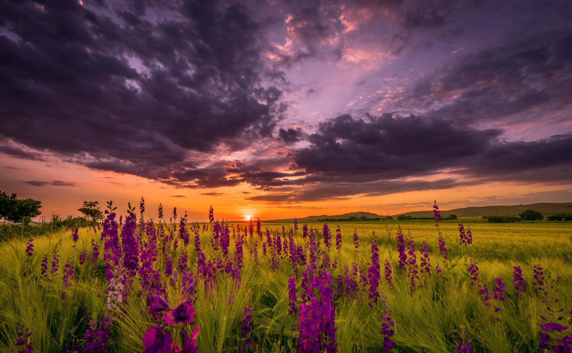 tarde verano puesta de sol cielo sol campo flores