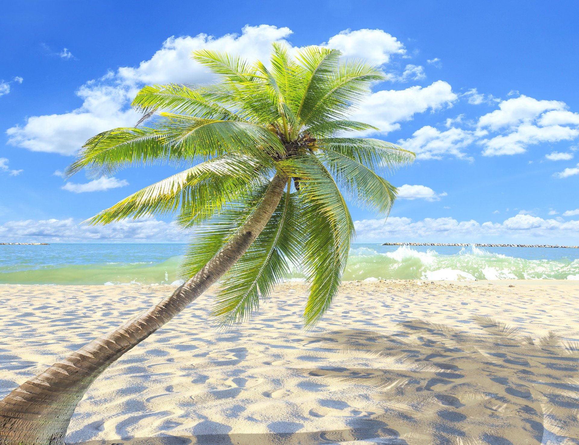 été plage mer côte paradis tropical sable palmiers
