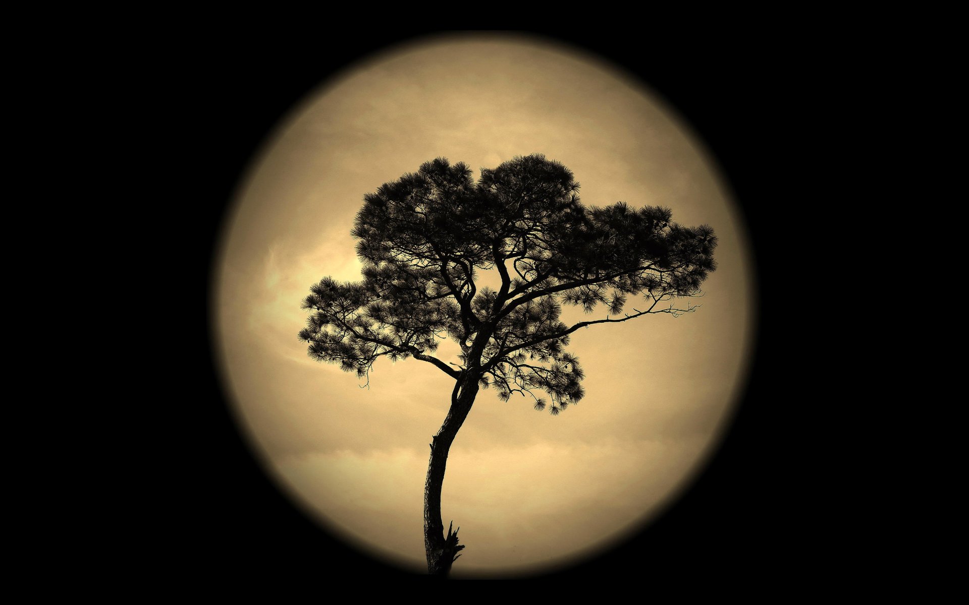 nacht himmel mond baum silhouette
