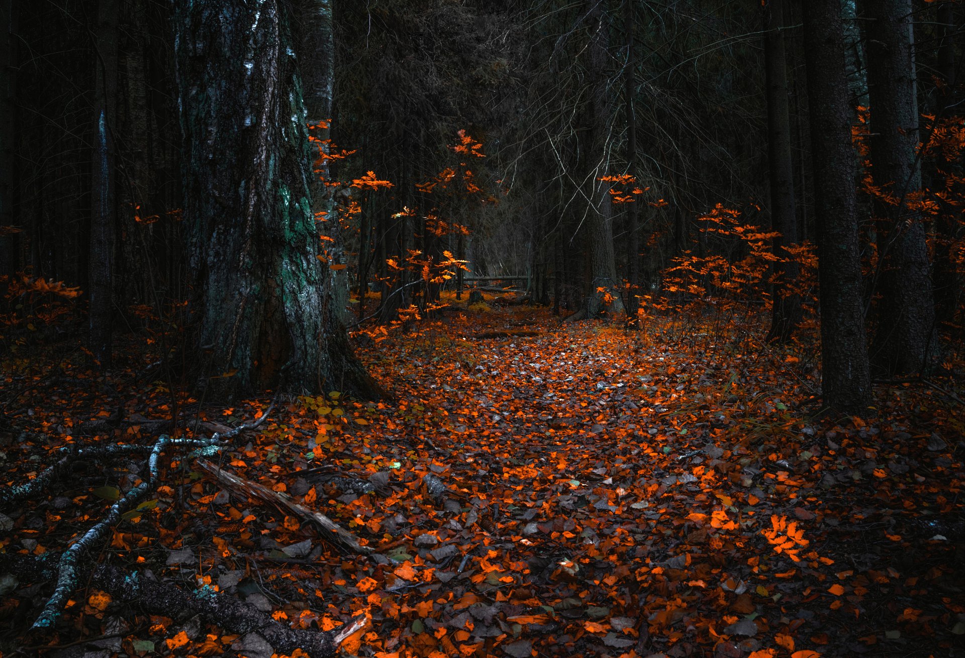 herbst wald natur