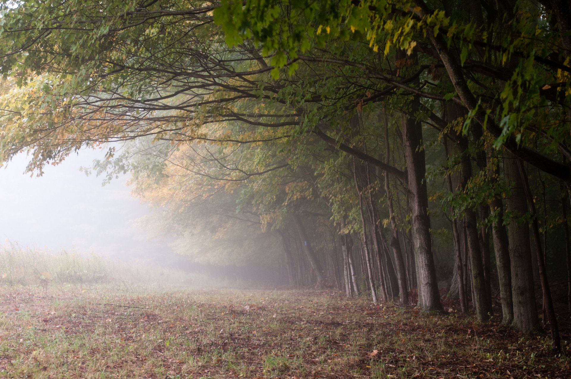 alberi nebbia natura