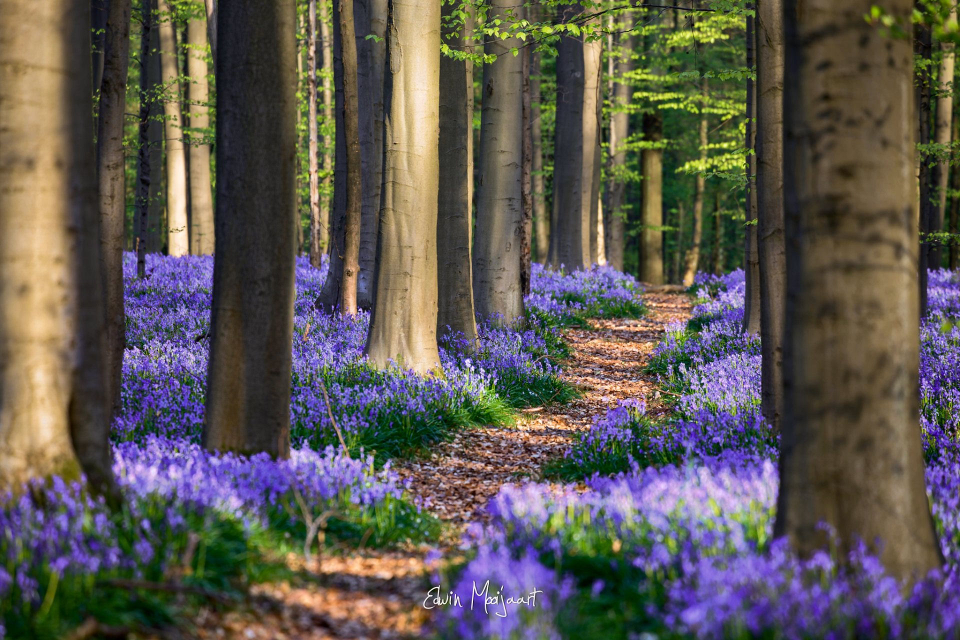 belgien frühling april wald blumen hyazintoide