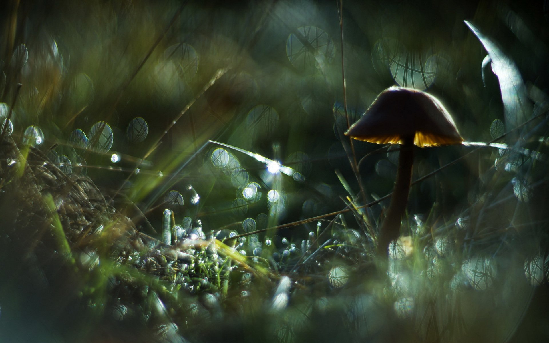 herbe brins d herbe roseaux brindilles champignon rosée gouttes éblouissement bokeh