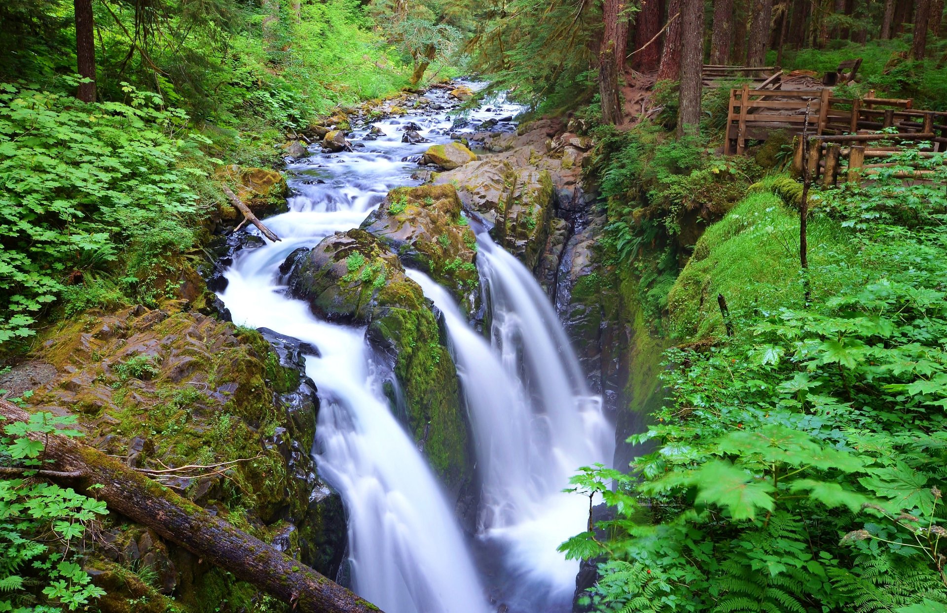 salt duke falls parc national olympique washington états-unis rivière forêt ruisseau arbres cascade