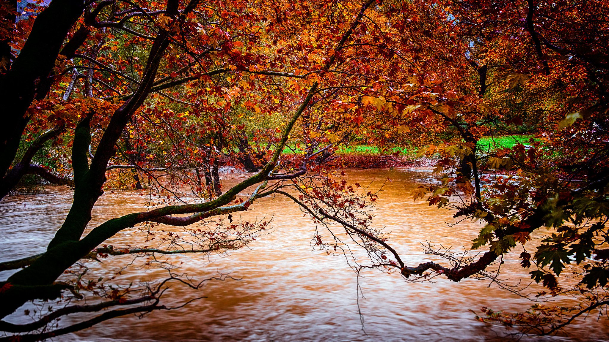 nature automne arbres feuilles jaune