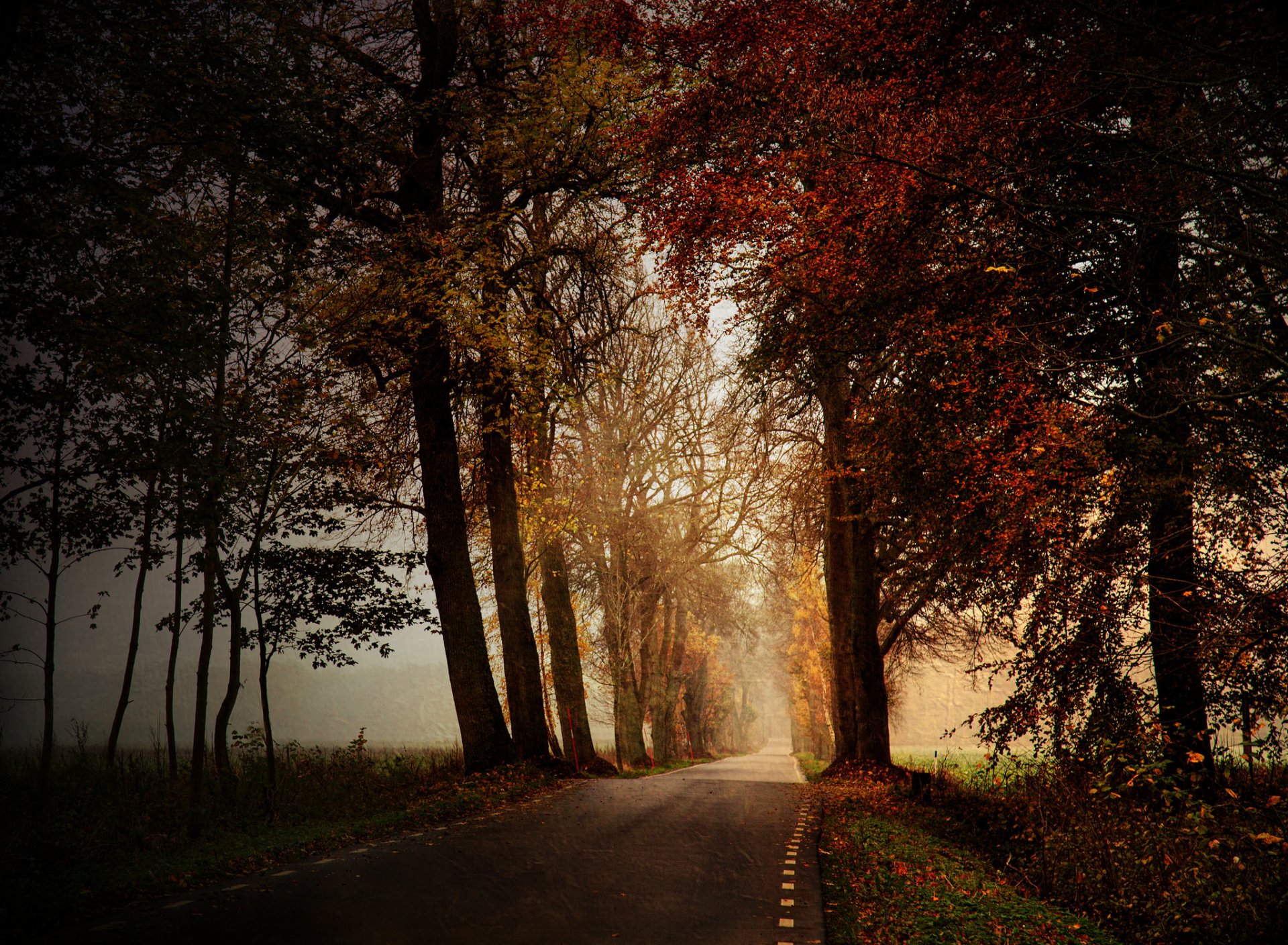 straße herbst natur
