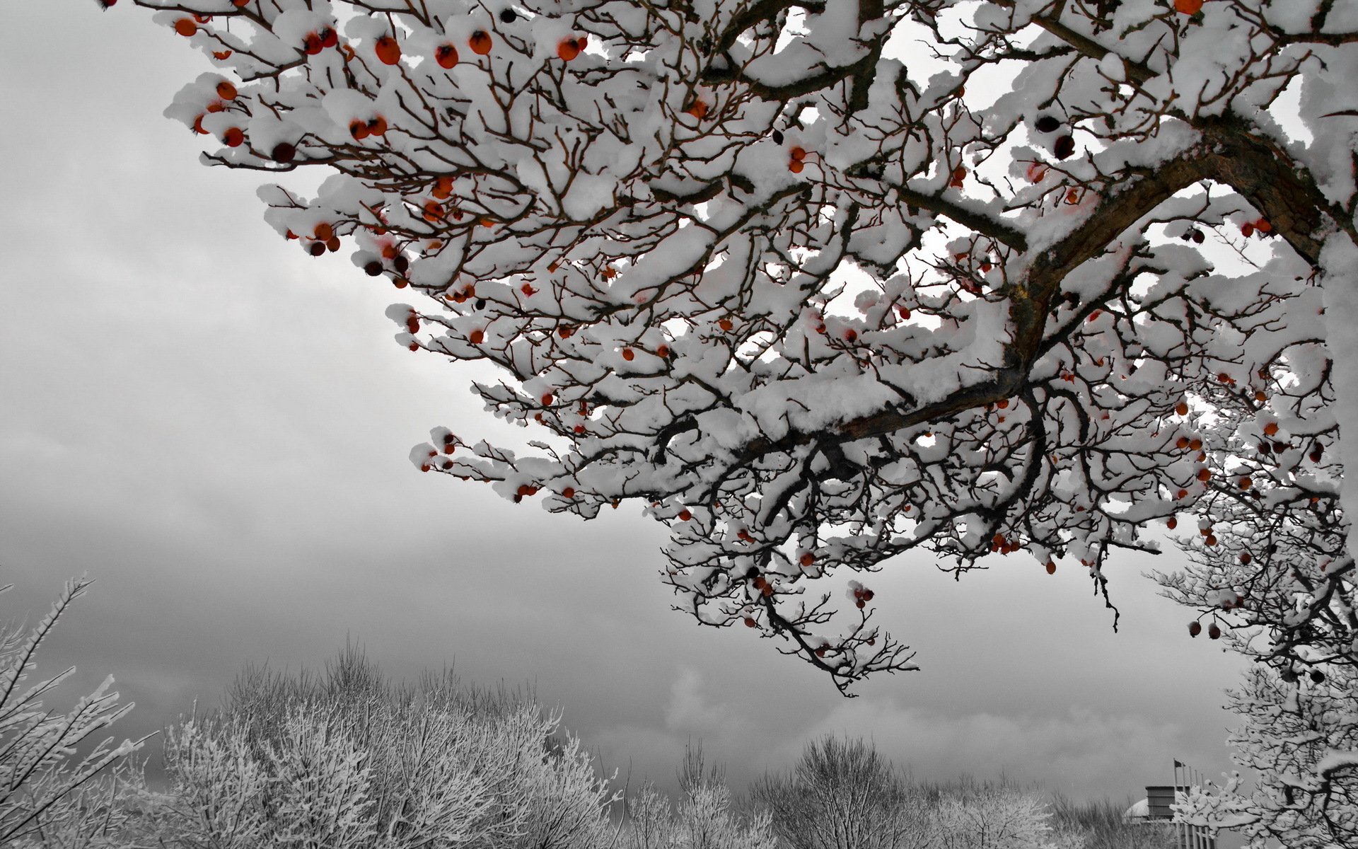 zima frühling sommer herbst und wieder zima