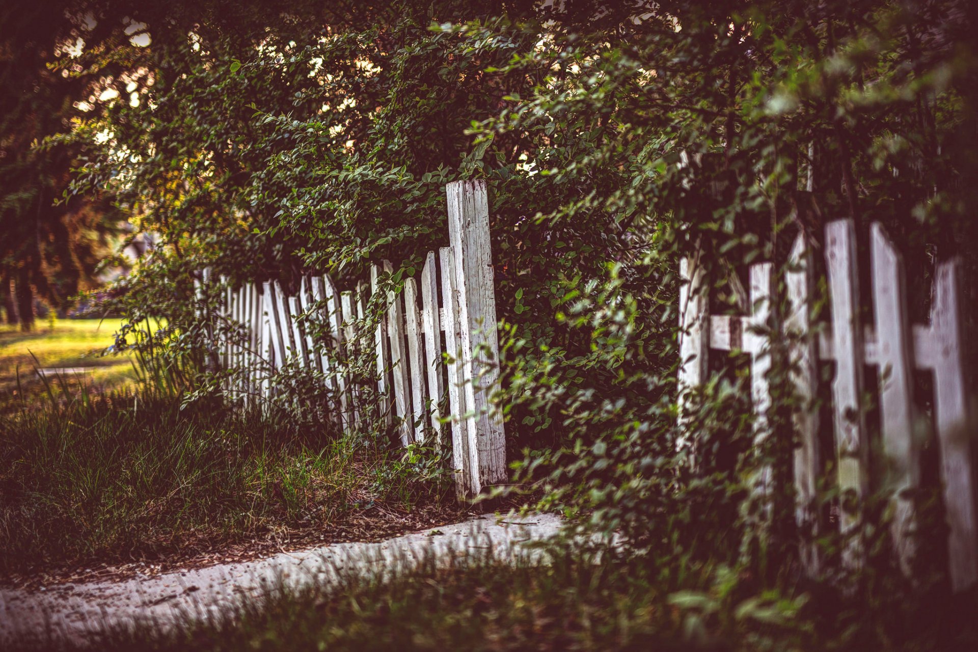 clôture arbres herbe traitement