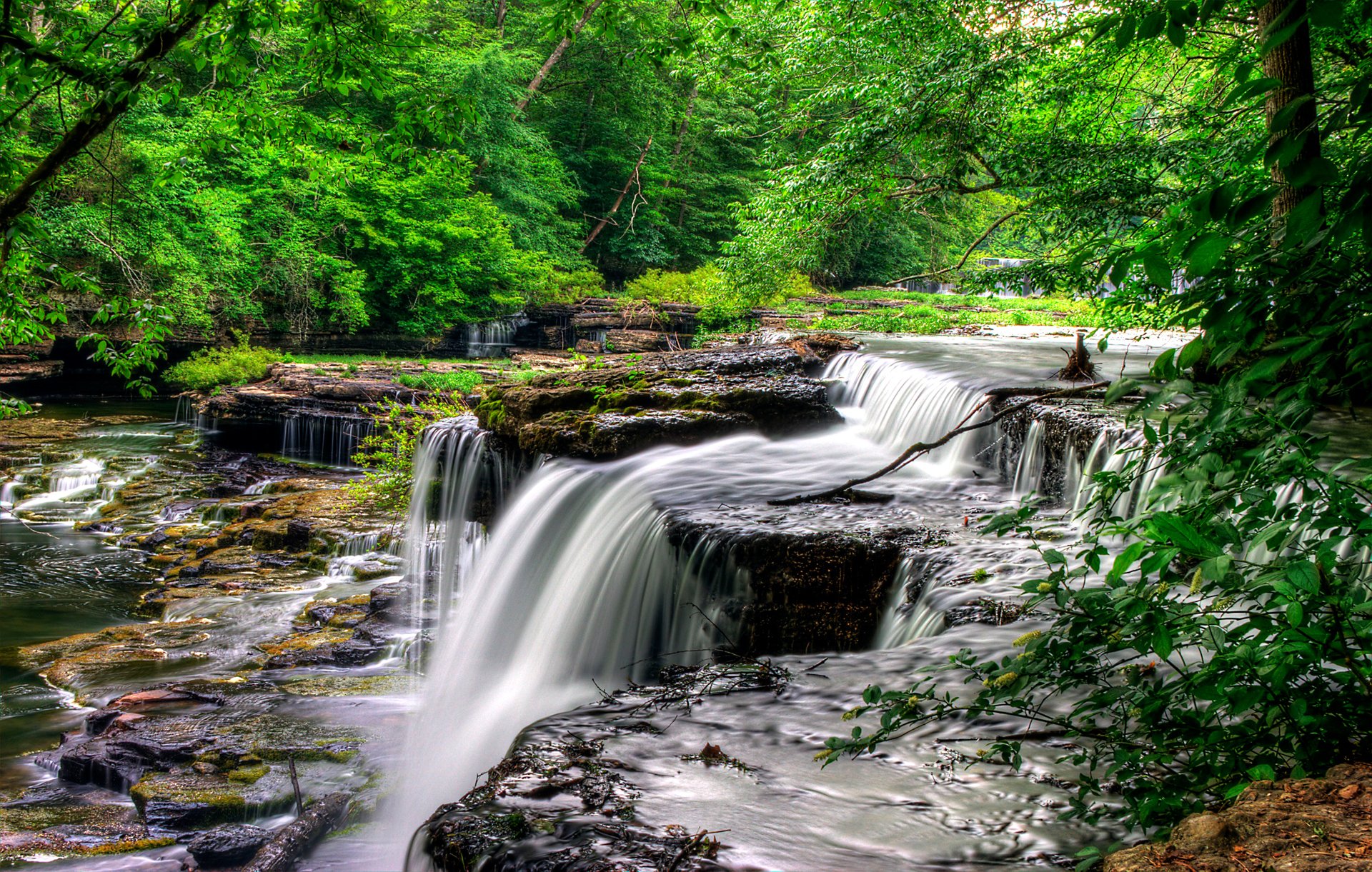 foresta alberi fiume rapide flusso rocce rocce