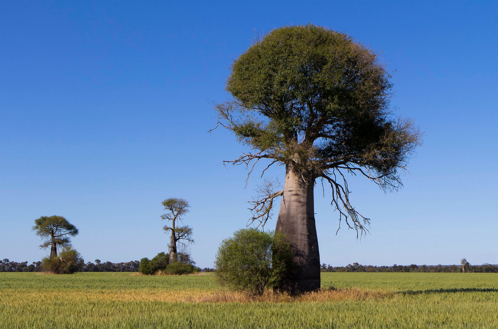 africa savannah sky tree baobab