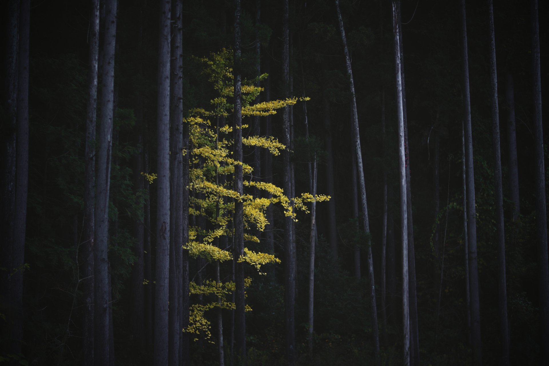 japón naturaleza bosque otoño árboles árbol ginkgo follaje