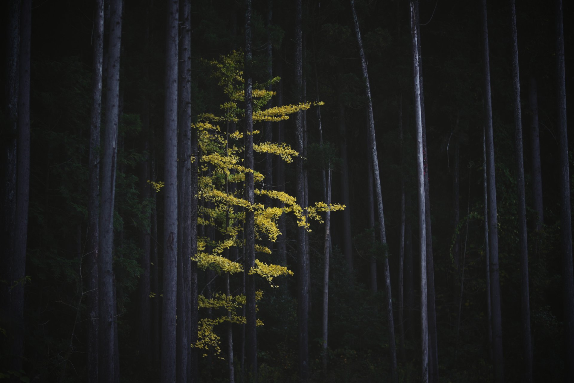 japan nature forest autumn trees tree ginkgo foliage