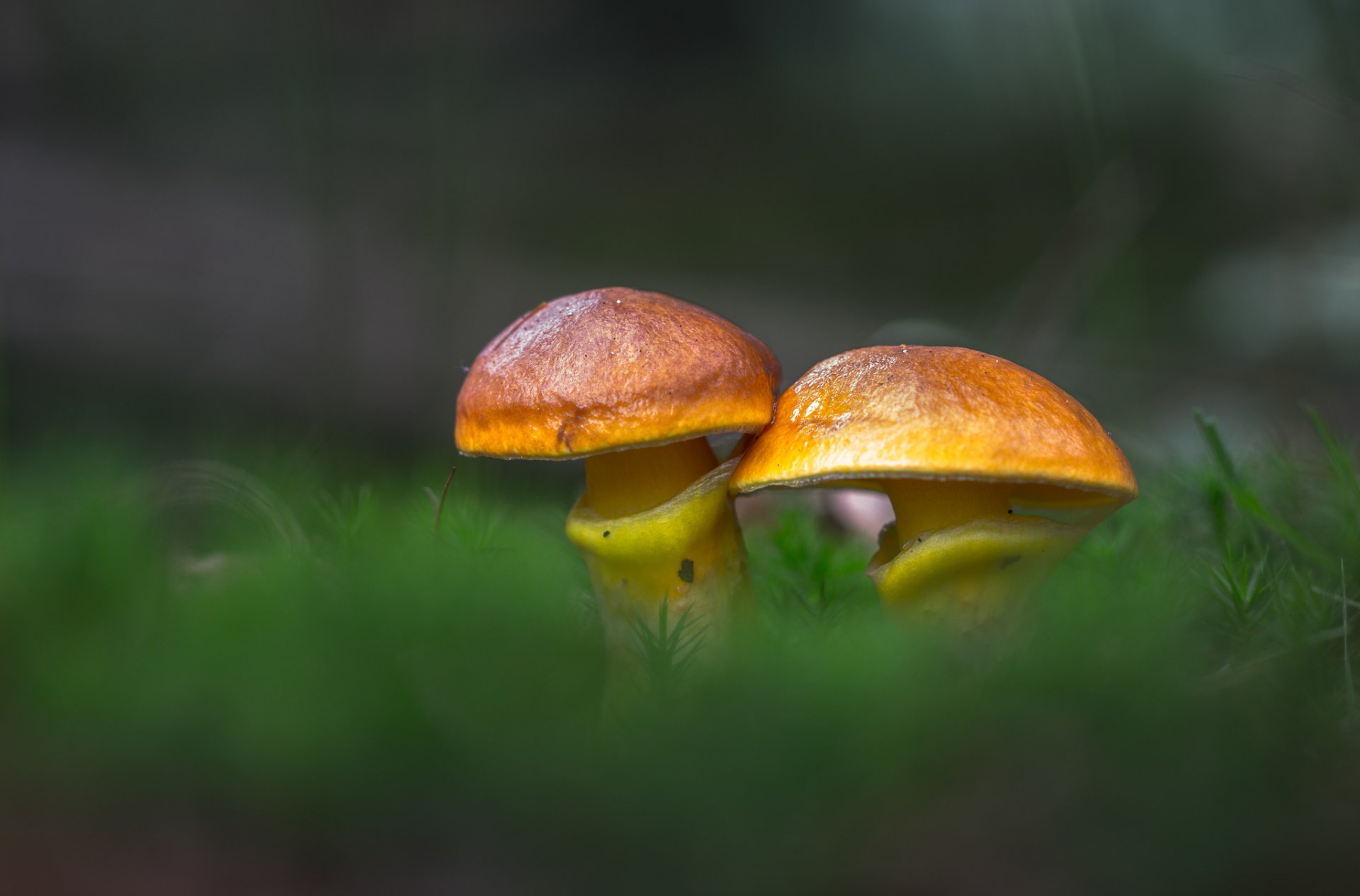 oliatore larice fungo foresta erba natura