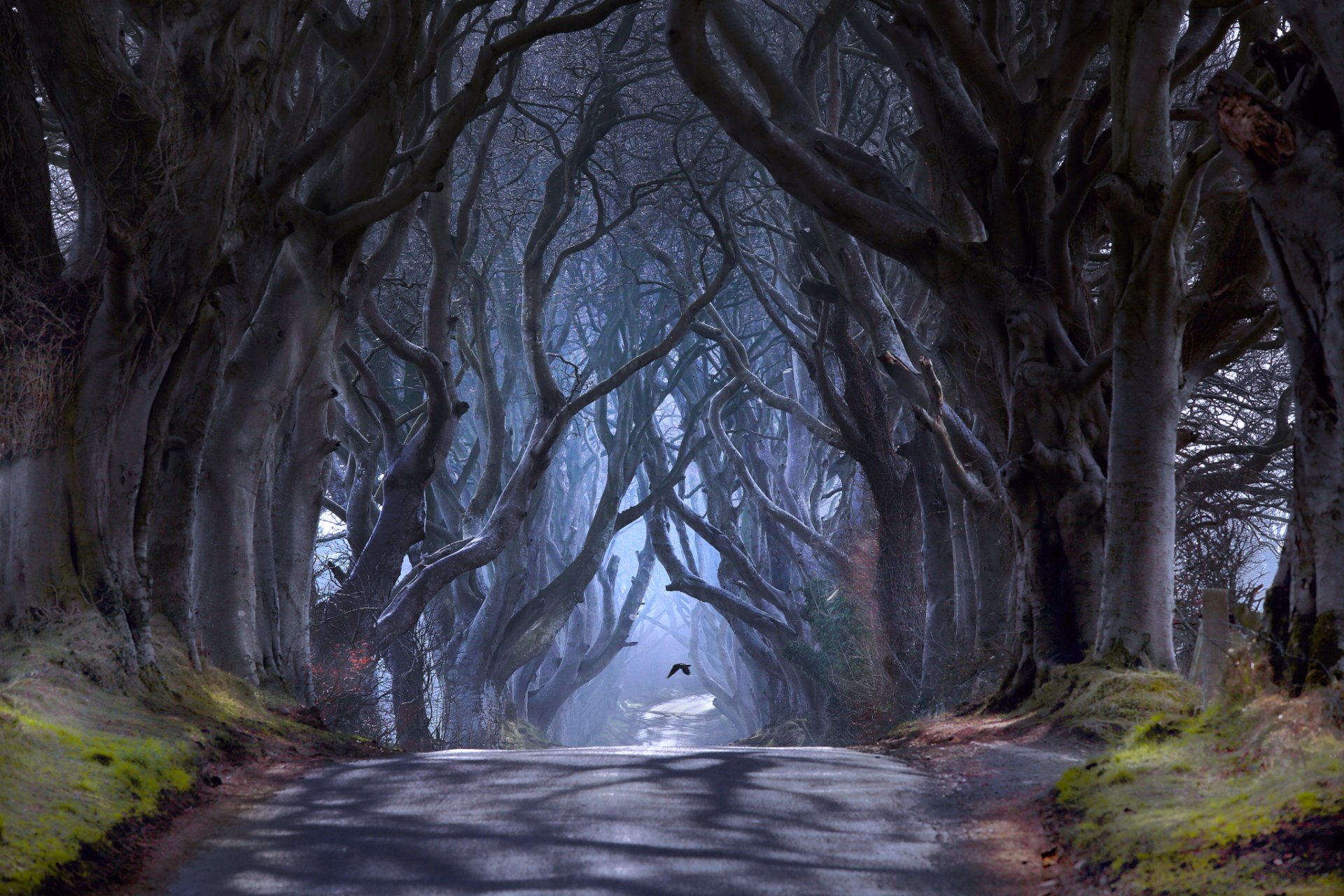 irlande du nord comté d antrim ballymoni route de bregagh allée sombre arbres brume oiseau