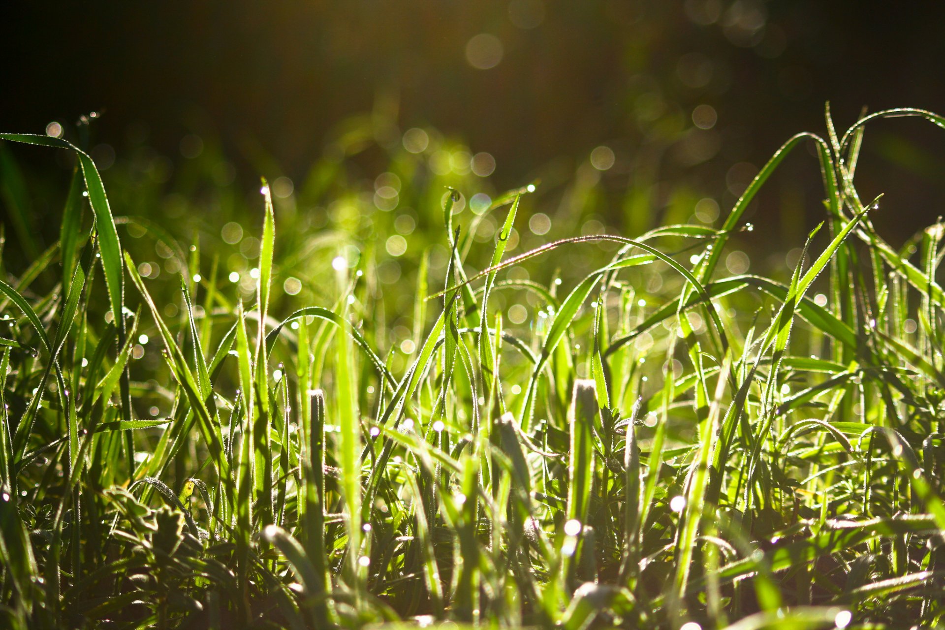 gras tau tropfen blendung