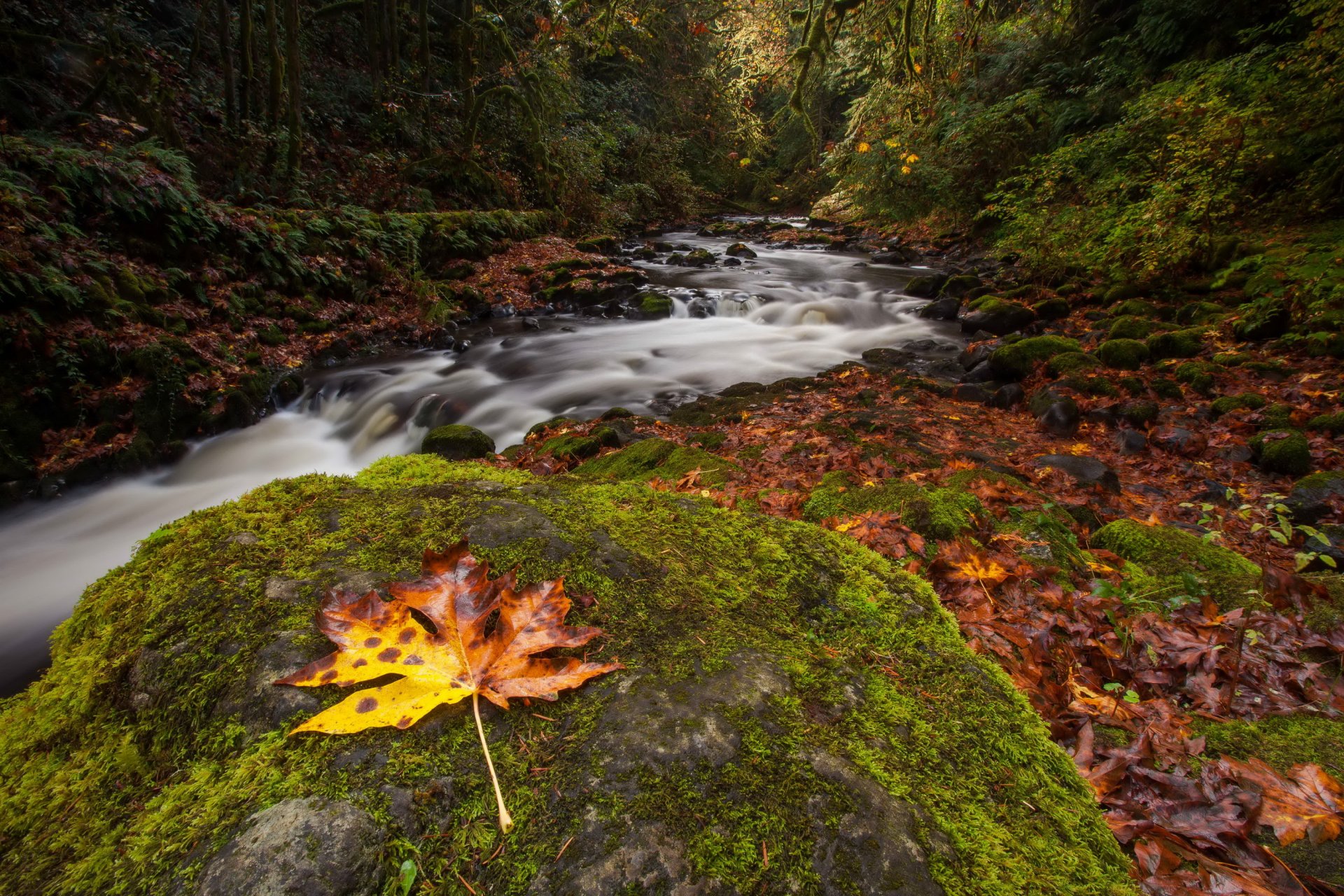herbst wald fluss strom stein moos blatt